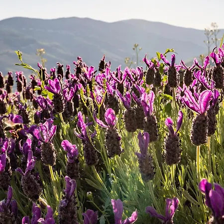 Landhaus Casa De Casal De Loivos