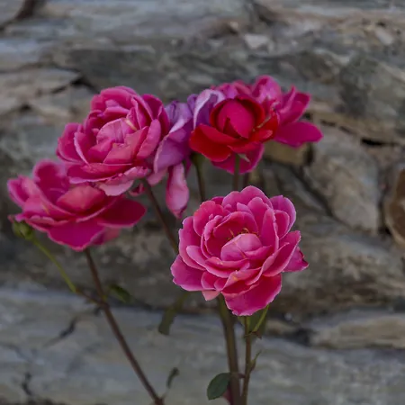 Casa di campagna Casa De Casal De Loivos *
