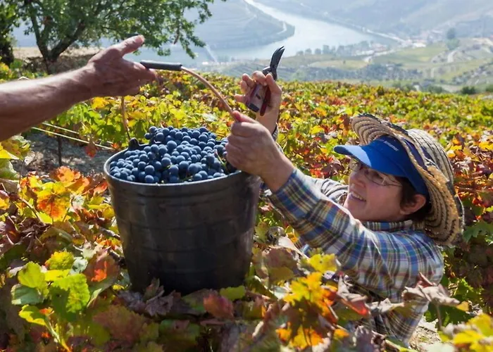 Εξοχικό σπίτι Casa De Casal De Loivos Pinhão